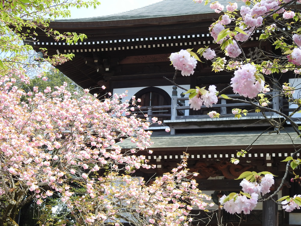 入選長禅寺の八重桜　画像