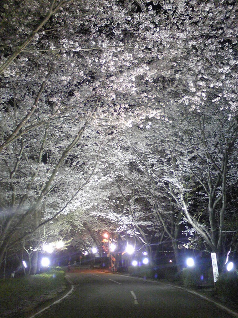 桜ライトアップ　画像